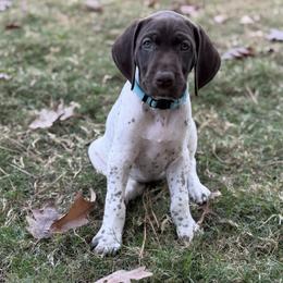Reba - Teal Collar - White and liver female German Shorthaired Pointer puppy in Conroe, Texas from Tipsy Rabbit GSP TopDog Kennel