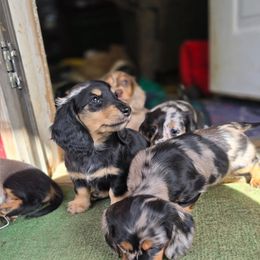 Black and Brindle cream - Black and cream male Dachshund puppy in Ethel, Washington from Mickey's Miracle Doxies