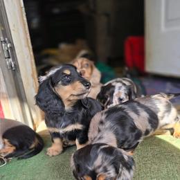 Black and Brindle cream - Black and cream male Dachshund puppy in Ethel, Washington from Mickey's Miracle Doxies
