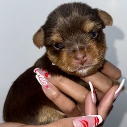 Yorkshire Terrier Puppies from A yorkie palace