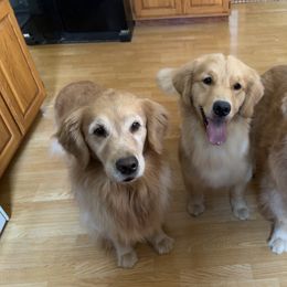 Golden Retriever Puppies from Evergrace Goldens