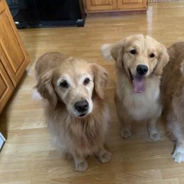 Golden Retriever Puppies from Evergrace Goldens