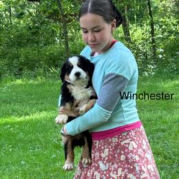 Winchester - Black rust and white male Bernese Mountain Dog puppy in Strasburg, Ohio from Lois Allison
