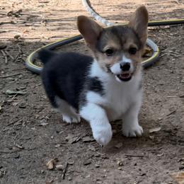 Blue bandana boy - White and black male Pembroke Welsh Corgi puppy in Cherokee, Oklahoma from MCS Farms-OK
