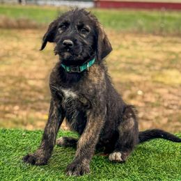 Teal - female Schnoodle puppy in Spokane, Washington from Crazy-Joy