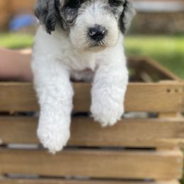 Sheepadoodle Puppies from Primrose Cottage Puppies