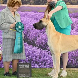 Great Danes from Teulu’s Great Danes