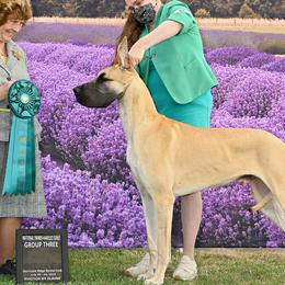 Great Danes from Teulu’s Great Danes