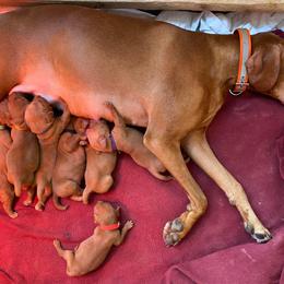 Vizsla Puppies from Carlson Vizslas