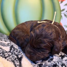 Spice -yellow - Brown and white female Aussiedoodle puppy in Grand Haven, Michigan from Happy Hippy Doodles