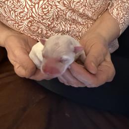 Brie - Cream female Havanese puppy in Hudson, New York from Havanese of Claverack and Hudson Valley Labradors