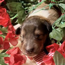 Emerald - Sable and white male Collie puppy in Carencro, Louisiana from Cajun Bayou's Collies LLC