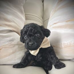 Cole - Black male Cockapoo puppy in Tampa, Florida from Designer Puppy Boutique