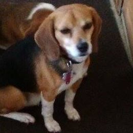 Beagles from Sunbriar Beagles
