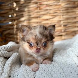 Bliss - 8550 - Merle female Chihuahua puppy in Beaumont, Texas from Down south pups