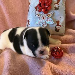 Dice - Brindle and white male French Bulldog puppy in Billings, Montana from Sugarloaf French bulldogs and Australian cattle dogs