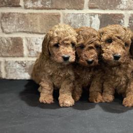 Bernedoodle, Goldendoodle, and Poodle Puppies from Kingdom Kennels