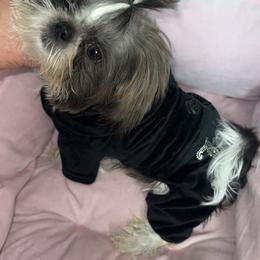 P - Shih Tzu