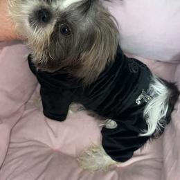 P - Shih Tzu