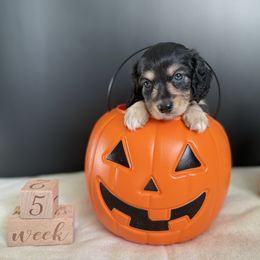 Lucky - Black and cream male Dachshund puppy in Pace, Florida from Shoebox Doxie’s