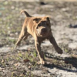 Metallica - Brown female Chinese Shar-Pei puppy in Lehigh Acres, Florida from Florida Wrinkles