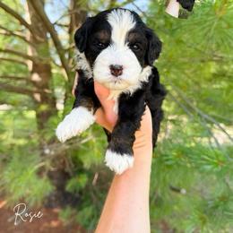 Rosie - Tri-color female Bernedoodle puppy in Wamego, Kansas from Doodles of Oz