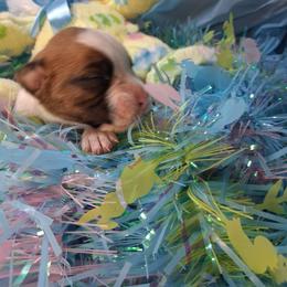 Girl 1 - Fawn female Boxer puppy in Pikeville, Kentucky from Boxers of Whispered Wishes