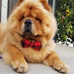 Chow Chow All Grown Up from Kew Chows