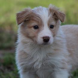 Gold female 2 - Gold female Border Collie puppy in Tylertown, Mississippi from Cool Meadow Farms