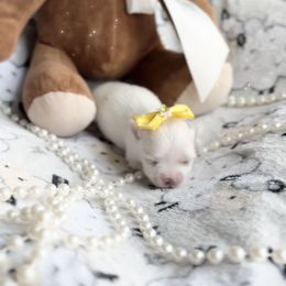 Gucci - White male Maltese puppy in Mc Kinney, Texas from Made to Love Maltese LLC