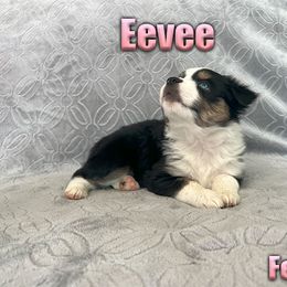 Miniature American Shepherd and Miniature Australian Shepherd Puppies from Regal Miniature American Shepherds | Regal Miniature Australian Shepherds