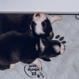 Cardigan Welsh Corgi Puppies from Glacier Cardigan Welsh Corgis