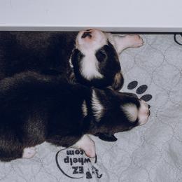 Cardigan Welsh Corgi Puppies from Glacier Cardigan Welsh Corgis