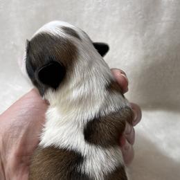 Shih Tzu Puppies from Little Miracles Shih Tzu