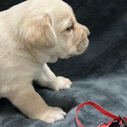 Yellow Male Red Collar - Yellow male Labrador Retriever puppy in Beaverdam, Virginia from Gold Heart Labradors