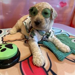 Dallas - Cream male Poodle puppy in Mobile, Alabama from Semmy’s Standard Poodle LLC