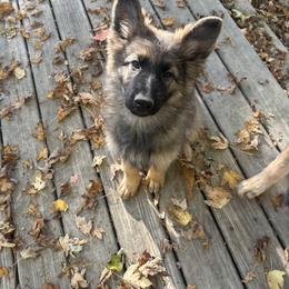 German Shepherd Puppies from Fancy GSDs