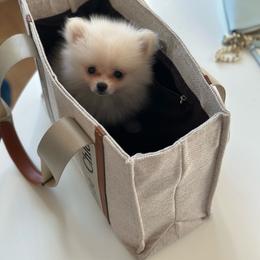 Halo - Cream male Pomeranian puppy in Glendale, California from Los Angeles Teacup Yorkie