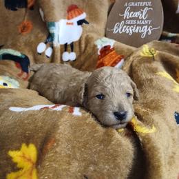 Dustin - Apricot male Poodle puppy in Blanch, North Carolina from Faithful Hearts Kennel