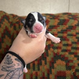 Chip - Black and tan male Pembroke Welsh Corgi puppy in Leonard, Texas from Southern Rose Corgis