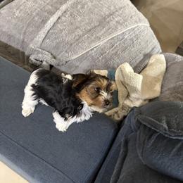 Black and White Girl - Parti female Yorkshire Terrier puppy in North Las Vegas, Nevada from KD's Yorkshire Terriers