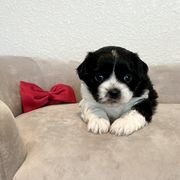 Boy 1 (Red Bow) - Black and white male Mal-Shi puppy in National City, California from NCStellarPuppies