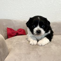Boy 1 (Red Bow) - Black and white male Mal-Shi puppy in National City, California from NCStellarPuppies