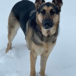 German Shepherd Puppies from Sandy’s Shepherds