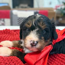 Dustin - Tri-color male Bernedoodle puppy in Kilgore, Texas from Furry Tail Doodles