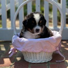 Bernese Mountain Dog Puppies from Queenstown Fine Bernese