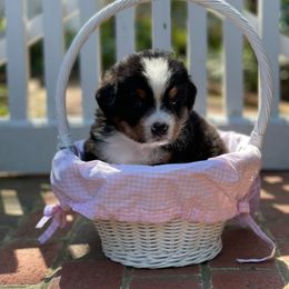 Bernese Mountain Dog Puppies from Queenstown Fine Bernese