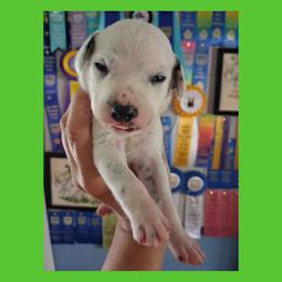 1 black spotted boy - White and black male Dalmatian puppy in Perry, Michigan from Mid-Michigan Dalmatians
