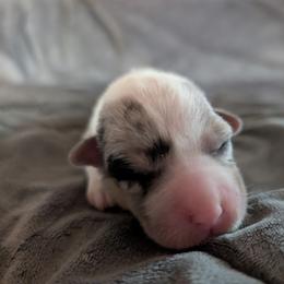 AKC Cardigan Girl 'Skye - Blue merle and white female Cardigan Welsh Corgi puppy in Tombstone, Arizona from WeVolution Off-Grid