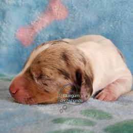 Dapple pie male - Chocolate and tan male Dachshund puppy in Herald, California from Bluegum Dachshunds